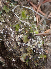 Peltigera venosa