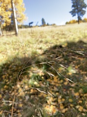 Bromus ciliatus