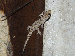 Mediodactylus kotschyi