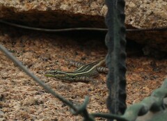 Platysaurus intermedius