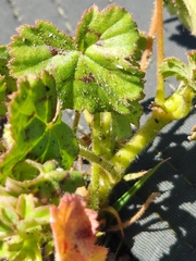Pelargonium elongatum