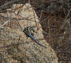 Trachylepis margaritifera