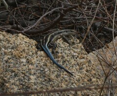 Trachylepis margaritifera