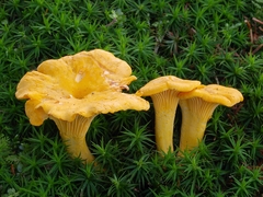 Cantharellus