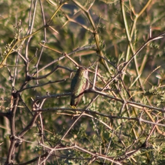 Archilochus colubris