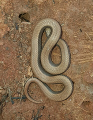 Duberria lutrix