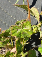 Pelargonium elongatum