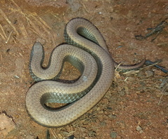 Duberria lutrix