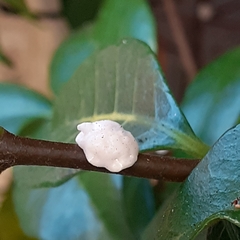 Ceroplastes ceriferus