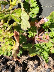 Pelargonium elongatum
