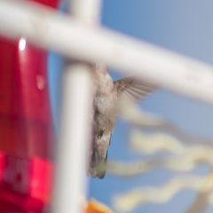 Archilochus colubris