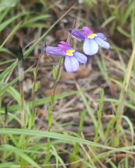 Monopsis decipiens