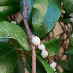 Ceroplastes ceriferus