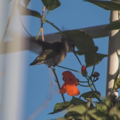 Archilochus colubris