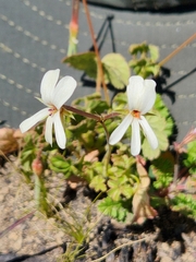Pelargonium elongatum