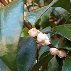 Ceroplastes ceriferus