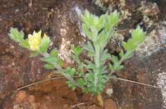 Leobordea