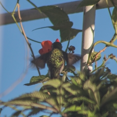 Archilochus colubris