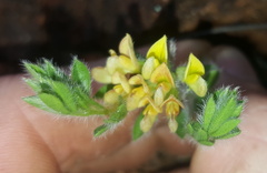 Leobordea