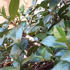 Ceroplastes ceriferus