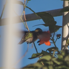 Archilochus colubris