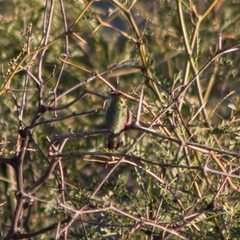 Archilochus colubris