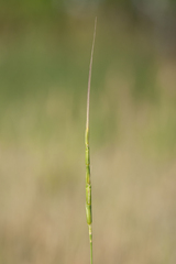 Aegilops cylindrica