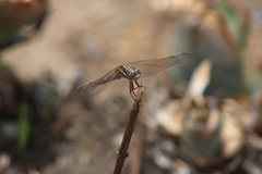 Orthetrum caffrum