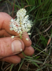 Schizocarphus nervosus