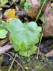 Hydrophyllum canadense