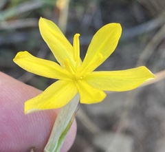 Moraea lewisiae