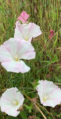 Calystegia macrostegia