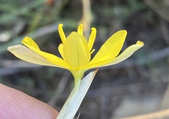 Moraea lewisiae
