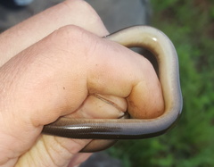 Afrotyphlops bibronii