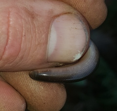 Afrotyphlops bibronii