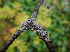 Hypogymnia lophyrea