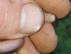 Afrotyphlops bibronii