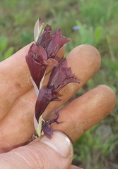Gladiolus woodii