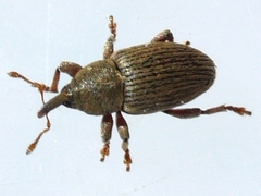 Tychius