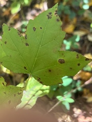 Acericecis ocellaris