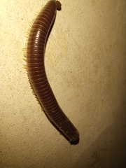 Trigoniulus corallinus