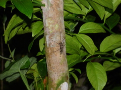Macropophora accentifer