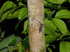 Macropophora accentifer
