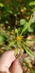 Bidens frondosa