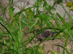 Didelphis aurita