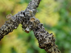 Hypogymnia lophyrea