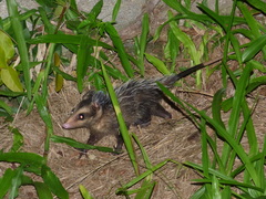 Didelphis aurita