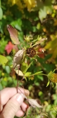 Bidens frondosa