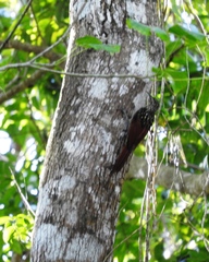 Xiphorhynchus lachrymosus