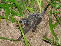 Didelphis aurita